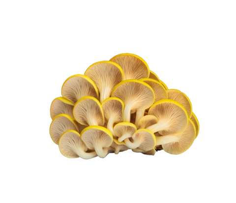 Golden Oyster - Green Tomato