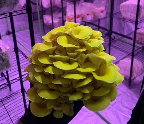 Golden Oyster - Green Tomato