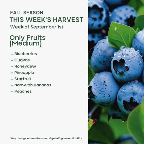 Only Fruits (Medium)
