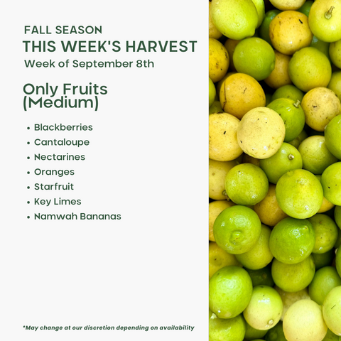 Only Fruits (Medium)