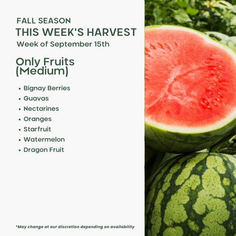 Only Fruits (Medium)