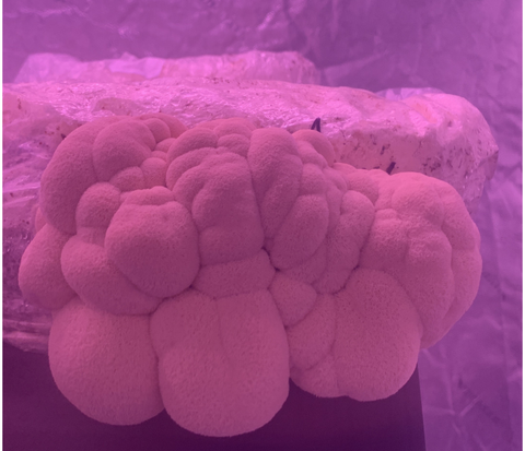 Organic Lion's Mane Mushroom - Green Tomato