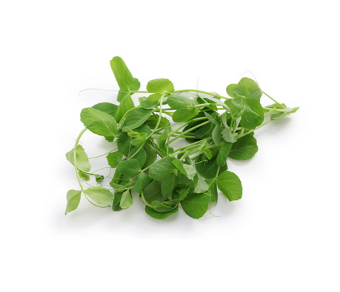 Organic Local Pea Shoot Microgreens - Green Tomato
