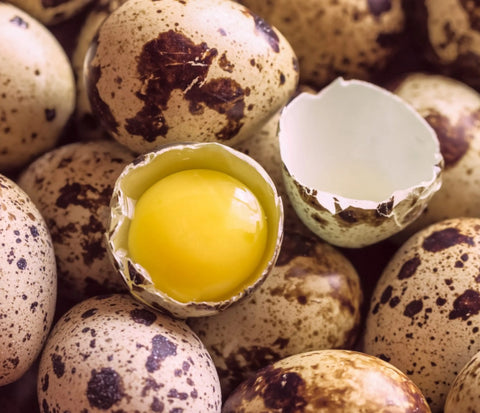 Organic Dozen Pasture-Raised Quail Eggs - Fresh from Florida Farms