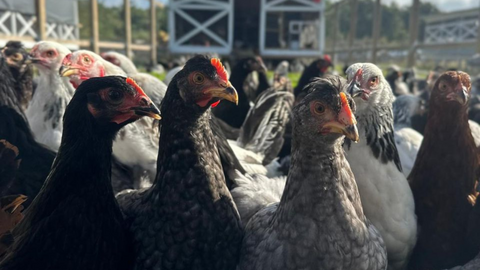 Why Pasture-Raised Eggs Are Worth the Hype (And Where to Get Them Fresh)