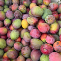 Fresh tropical fruits selection including mangoes, papaya, guava, pineapple, lychee, starfruit, and seasonal harvest from Florida farms.