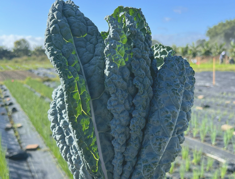 Local Florida kale crop growing on a sustainable farm in South Florida