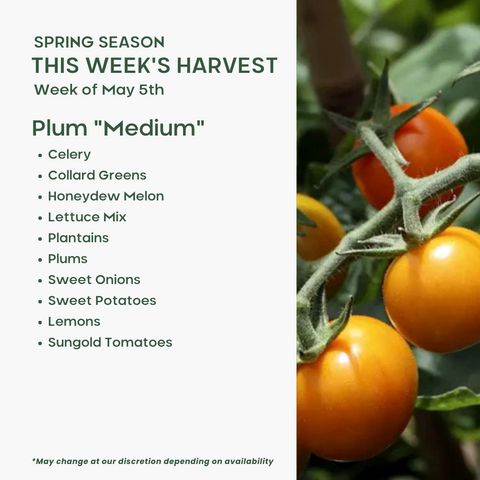 Plum