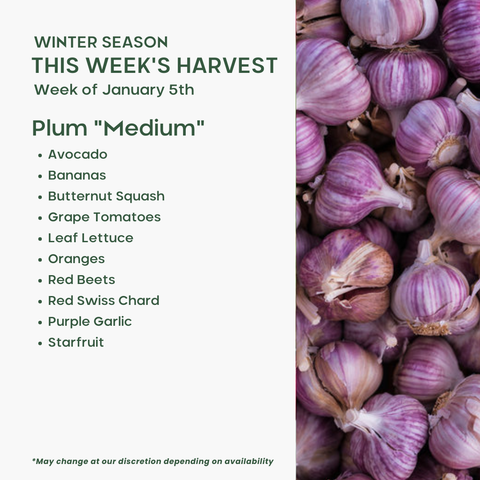 "Plum" (Medium), Mixed Fruit and Veggie