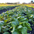Florida farm vegetable field with fresh kale, arugula, lettuce, spinach, and seasonal greens ready for harvest.