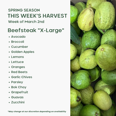 "Beefsteak" (XL), Mixed Fruit and Veggie