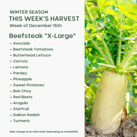 "Beefsteak" (XL), Mixed Fruit and Veggie