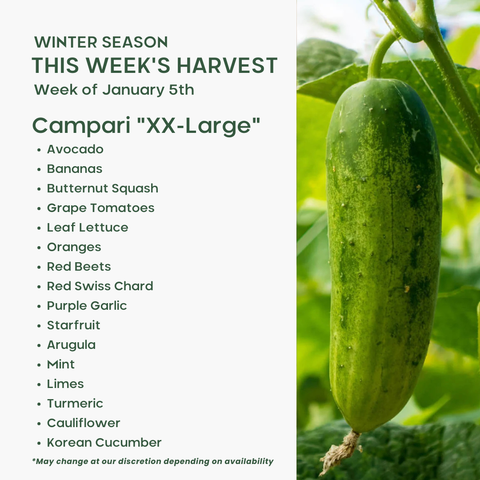 "Campari" (XXL), Fruit & Veggie Mix