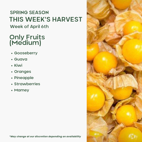 Only Fruits (Medium)