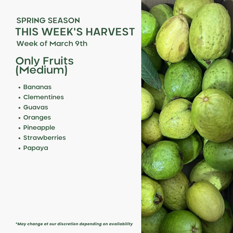 Only Fruits (Medium)