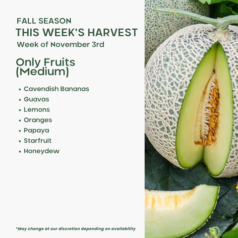 Only Fruits (Medium)