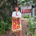 Team member from Green Tomato Market holding a box of freshly harvested mangoes at Agri Retreat in Florida