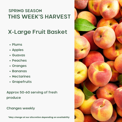 Office Fruit Basket (X-Large) - Green Tomato 
