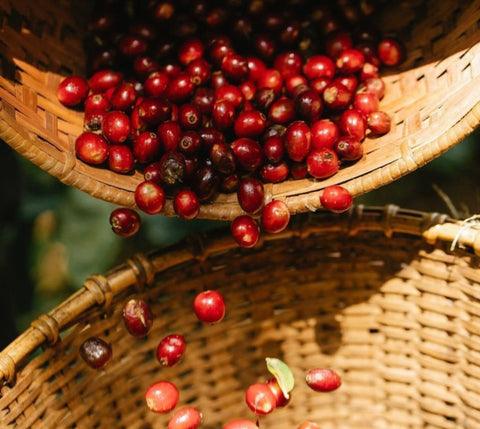 Organic Ground Coffee