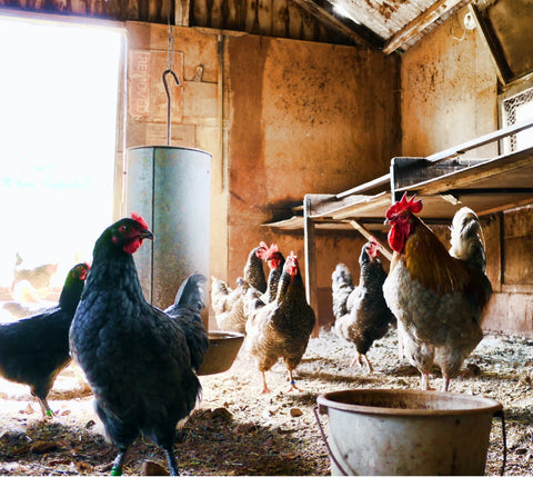 Organic Dozen Pasture-Raised Eggs