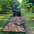 Harvested mamey sapote loaded on a trailer at Kandahar Farm in Florida