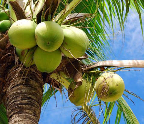 Organic Green Coconut - Green Tomato 