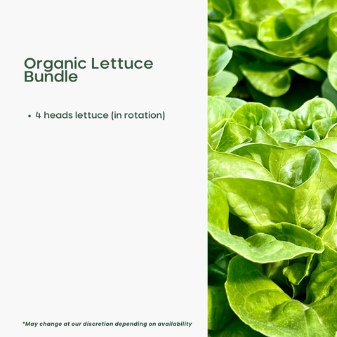 Lettuce Lovers Bundle (mini)