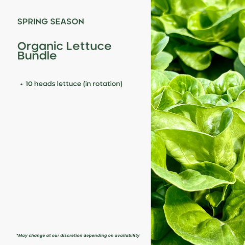 Organic Lettuce Bundle - Green Tomato 
