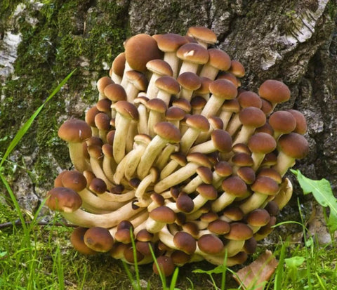 Pioppino Mushrooms