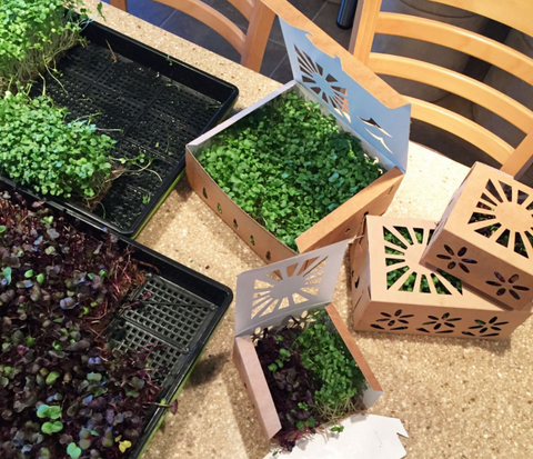 Organic Local Pea Shoot Microgreens - Green Tomato 